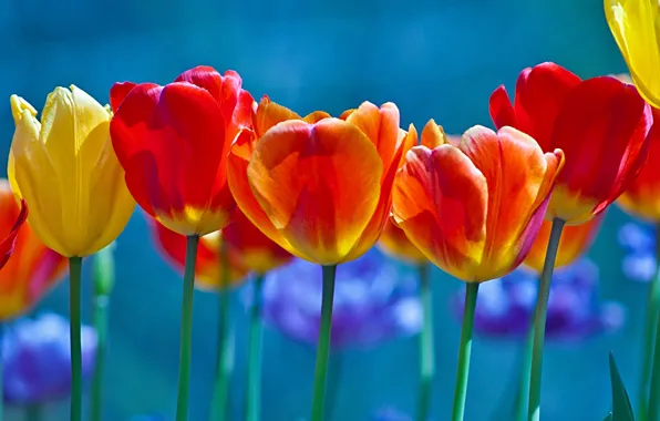Picture background, tulips, buds