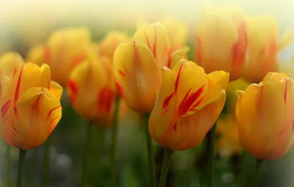 Picture macro, tulips, buds, bokeh, yellow tulips