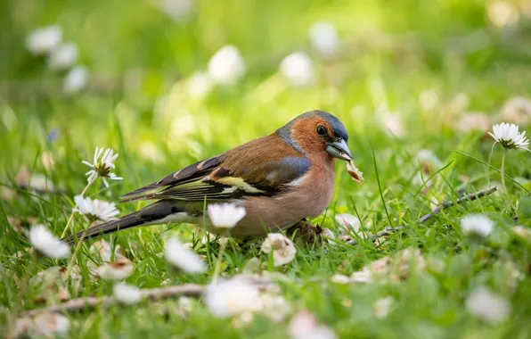 Picture summer, bird, Chaffinch