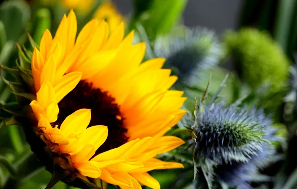 Picture flower, sunflower, flower, sunflower