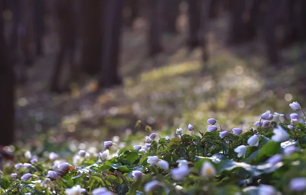 Flowers, nature, spring