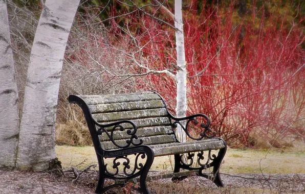 Autumn, Park, bench