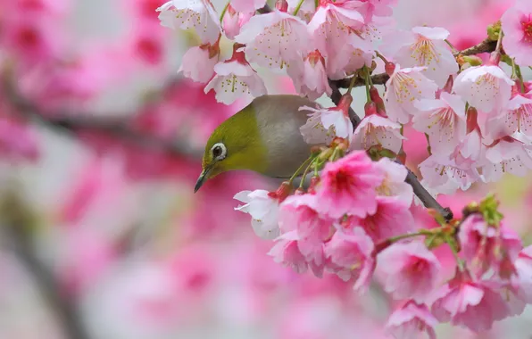 Cherry, bird, branch, spring, Sakura, flowering, flowers, Japanese white-eye