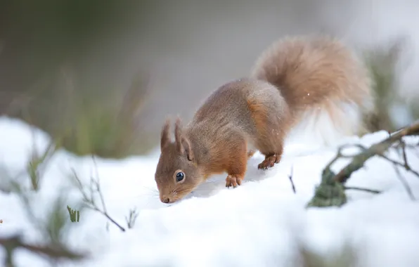 Winter, snow, pose, protein, the snow