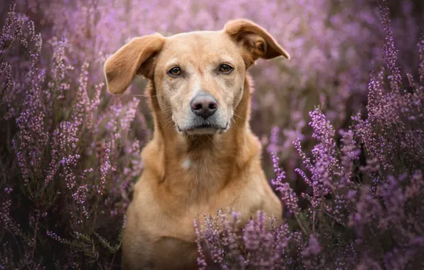 Lavender, dog, bokeh