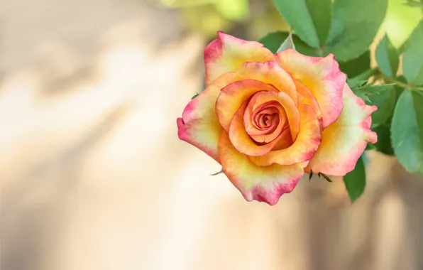Picture macro, branches, background, roses, buds