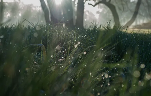 Grass, the sun, nature, grass, sunshine, nature