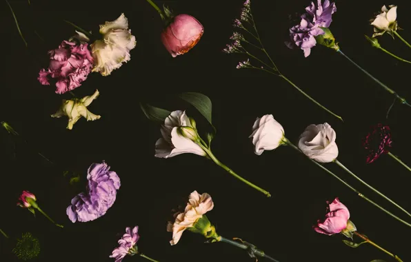 Flowers, roses, colorful, black background, black, flowers, background, roses