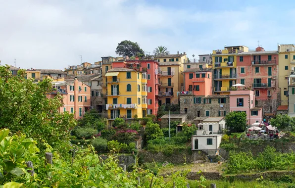 Picture trees, home, Italy, Cinque Terre, Corniglia
