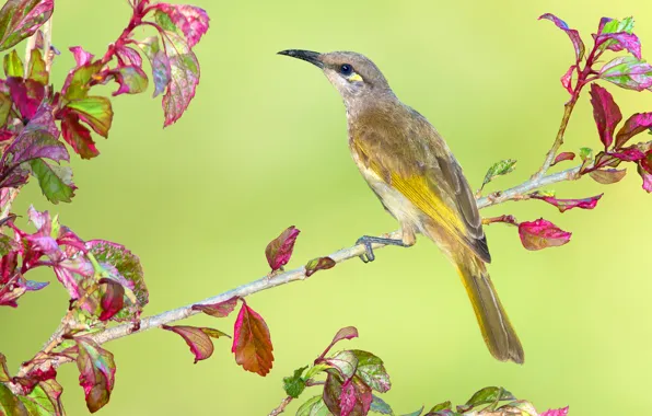 Picture leaves, branches, bird, beak, Australia, brown honey