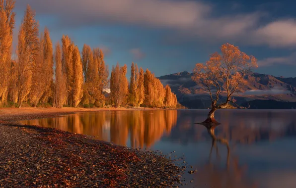 Autumn, trees, mountains, lake, tree, New Zealand, New Zealand, Lake Wanaka