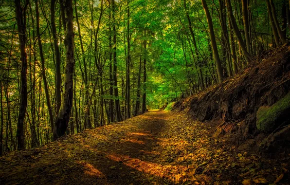 Greens, forest, leaves, light, trees, branches, nature, Park