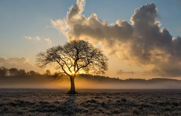 Picture field, forest, the sky, the sun, clouds, fog, tree, dawn