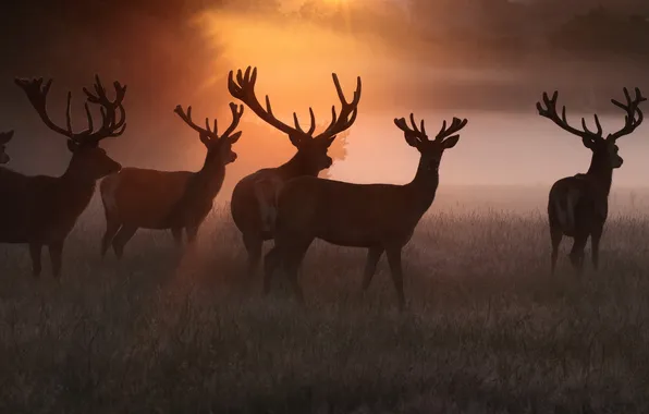 Field, animals, the sky, rays, light, fog, dawn, deer