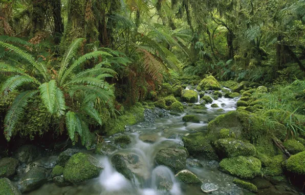 Picture forest, trees, nature, stream, stones, moss, fern