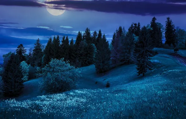 Trees, night, nature, hills, the moon, nature, night, the hills