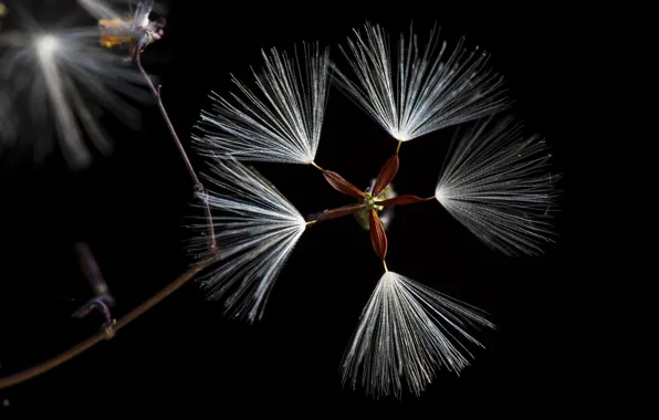 Macro, seeds, fluff, black background
