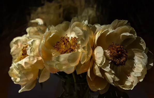 Flowers, the dark background, light, bouquet, white, petals, peonies