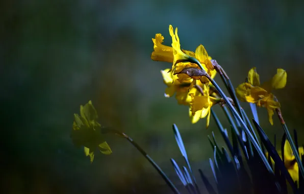 Light, flowers, the dark background, spring, yellow, daffodils