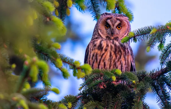 Picture branches, owl, bird, Long-eared owl