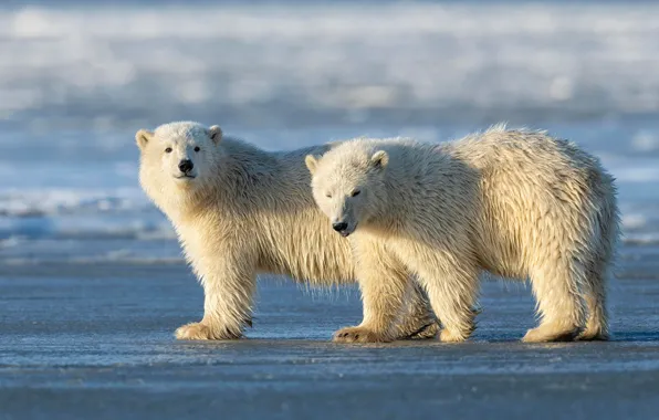 Winter, white, snow, nature, pose, shore, bear, bears