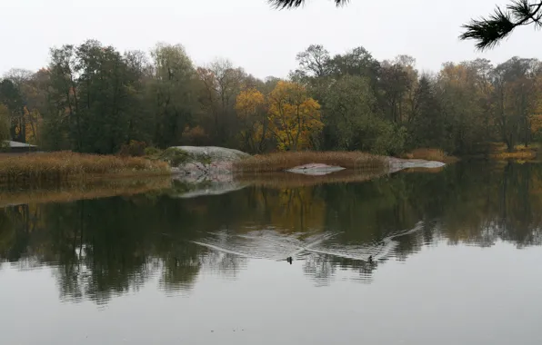 Picture trees, lake, duck, Autumn, trees, autumn, lake, duck