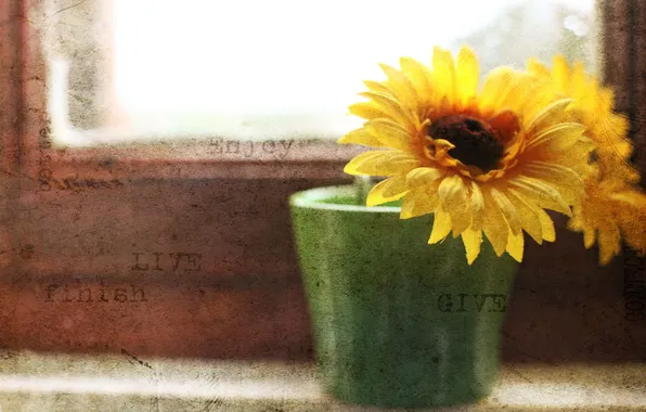 Flower, style, background, window