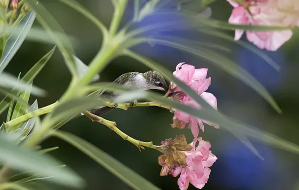 Picture flowers, bird, focus, Hummingbird
