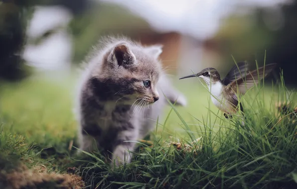 Cat, nature, bird