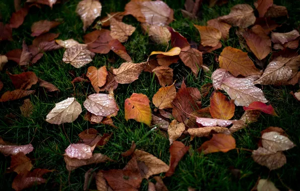 Autumn, leaves, nature