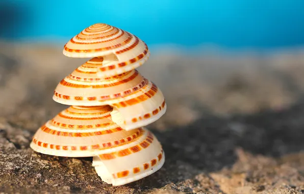 Spiral, three, shell, pyramid, shell