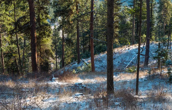 Winter, forest, snow, pine, USA, Washington