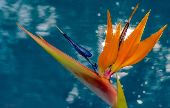Water, macro, background, the strelitzia, bird of Paradise
