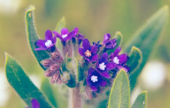 Blue, spring, blooming