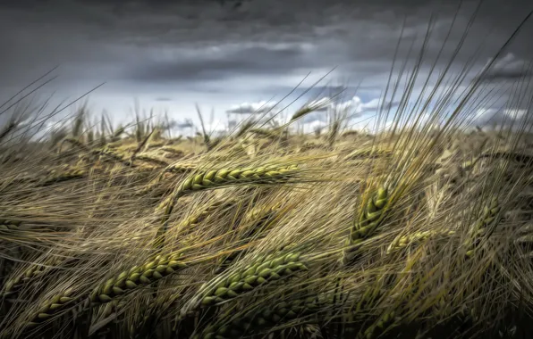 Picture summer, nature, ears