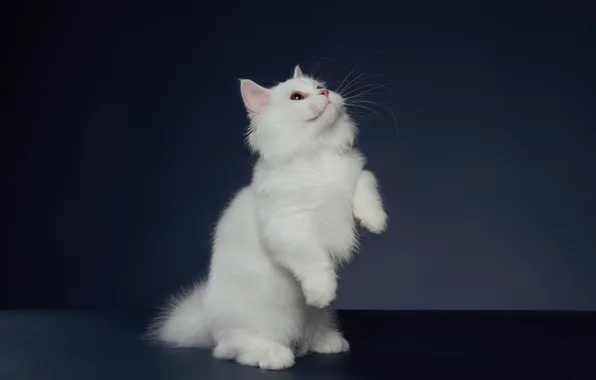 Cat, white, look, pose, kitty, legs, cute, grey background