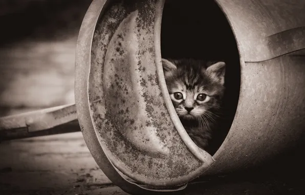 Cat, look, pose, kitty, grey, Sepia, face, monochrome