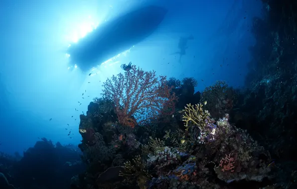 Picture light, boat, the bottom, corals, the diver