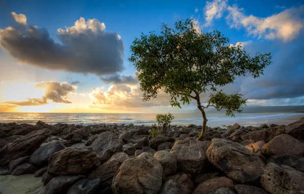 Picture sea, the sky, clouds, sunset, stones, tree