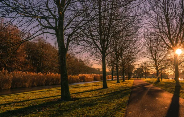 Picture road, autumn, the sun, light, trees, Park, branch, track