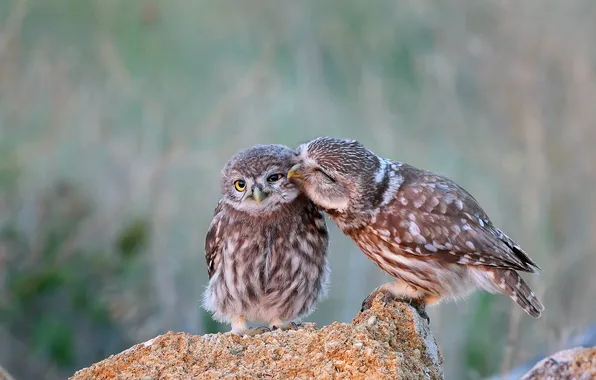 Birds, owl, owls, a couple, owl, owls, two owls