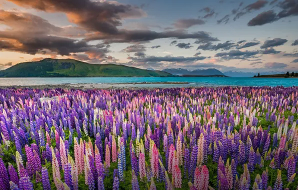 Field, summer, clouds, flowers, mountains, lake, hills, shore