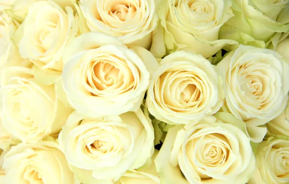 White, white roses, flowers, roses