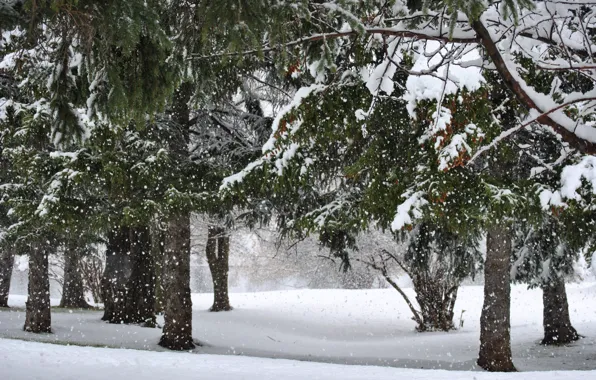 Nature, Winter, Trees, Snow, Nature, Winter, Snow, Winter forest