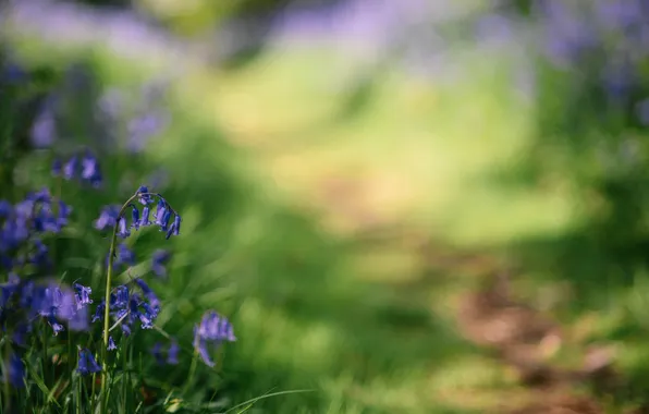 Flowers, bells, Bluebells
