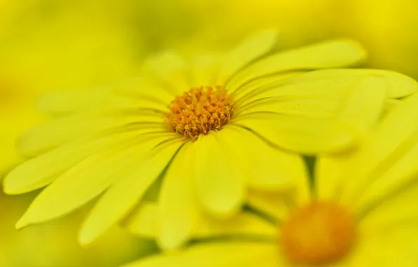 Flowers, nature, paint, petals