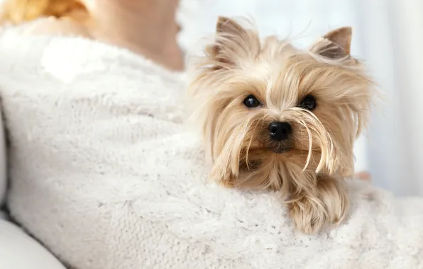 Look, pose, dog, hairstyle, puppy, lies, white, jacket