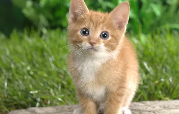 Picture cat, grass, kitty, red