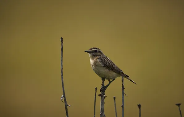 Picture bokeh, sitting on a branch, little bird, Lazhansky Rufat, Meadow chasing