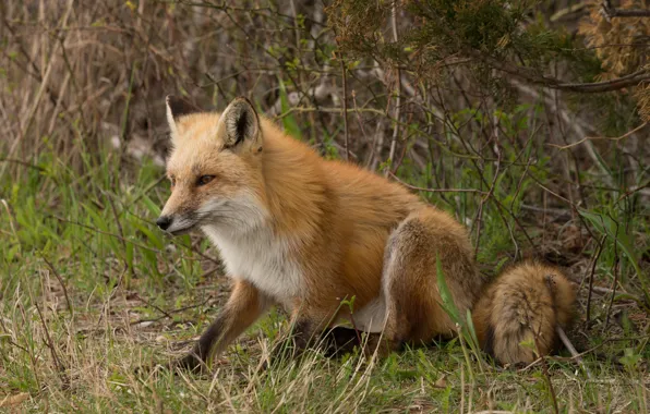 Grass, nature, Fox, Fox